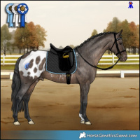 Horse Color:Brown Dun Appaloosa