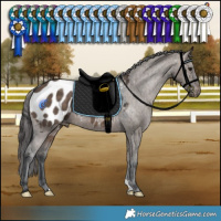Horse Color:Brown Dun Appaloosa 