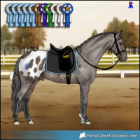 Horse Color:Brown Dun Appaloosa 
