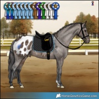 Horse Color:Brown Dun Appaloosa 