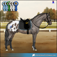 Horse Color:Brown Dun Appaloosa 