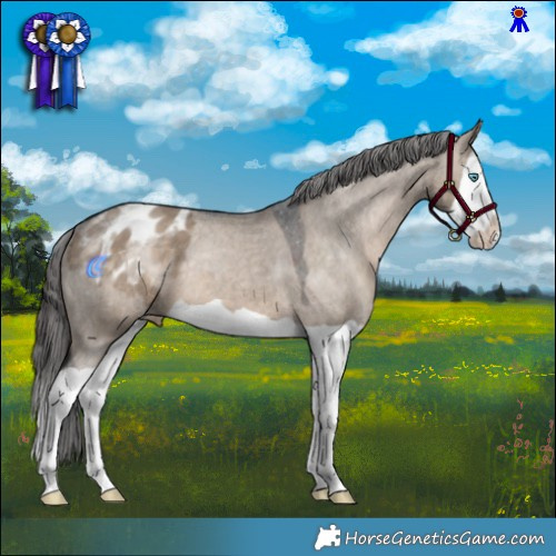 Horse Color:Brown Dun Splash Appaloosa 