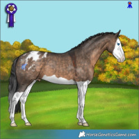 Horse Color:Brown Dun Splash Appaloosa 