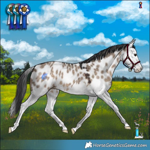 Horse Color:Brown Dun Splash Appaloosa 