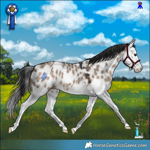 Horse Color:Brown Dun Splash Appaloosa 