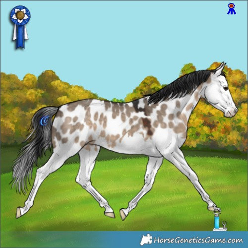 Horse Color:Brown Dun Splash Appaloosa 