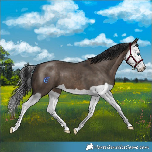 Horse Color:Brown Dun Splash 