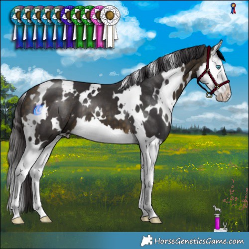 Horse Color:White Spotted Buckskin Splash 