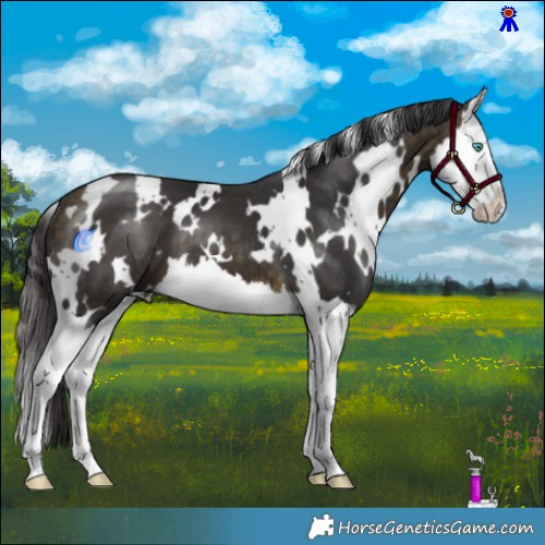 Horse Color:White Spotted Buckskin Splash 