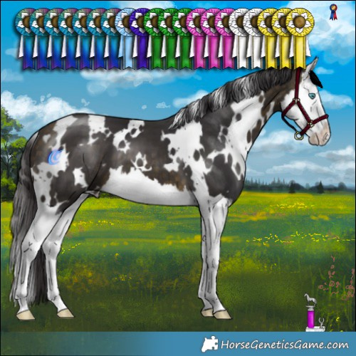 Horse Color:White Spotted Buckskin Splash 