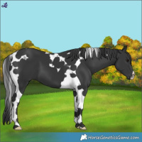 Horse Color:Black Tobiano 