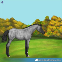 Horse Color:Blue Roan 