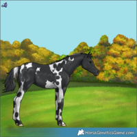 Horse Color:Black Tobiano