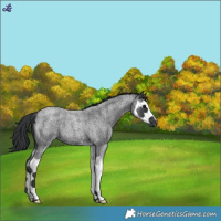 Horse Color:Blue Roan Splash
