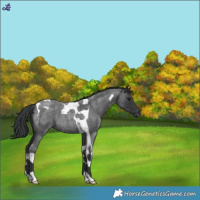 Horse Color:Blue Roan Tobiano 