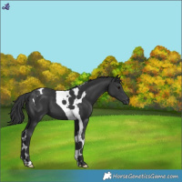 Horse Color:Black Tobiano 