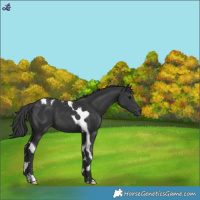Horse Color:Black Tobiano