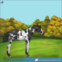 Horse Color:Black Tobiano Frame