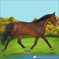 Horse Color:Bay Appaloosa  and Bay Appaloosa 