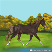 Horse Color:Liver Chestnut 