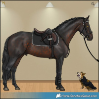 Horse Color:Brown 