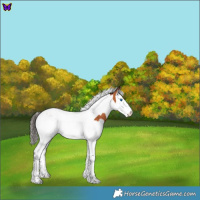 Horse Color:Bay Splash Tobiano 