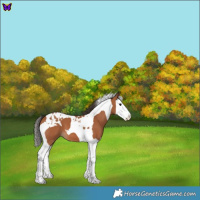 Horse Color:Bay Splash Tobiano