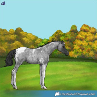 Horse Color:Blue Roan Tobiano