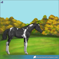 Horse Color:Black Tobiano