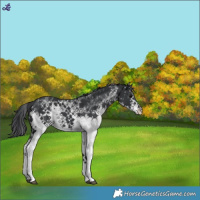 Horse Color:White Spotted Black 