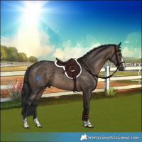 Horse Color:Brown Dun Rabicano 