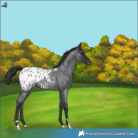 Horse Color:Blue Roan Blanket