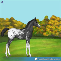 Horse Color:Black Sabino Tobiano Blanket 