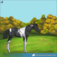 Horse Color:Black Tobiano