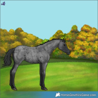 Horse Color:Blue Roan