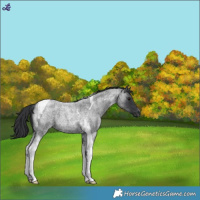 Horse Color:Blue Roan Tobiano
