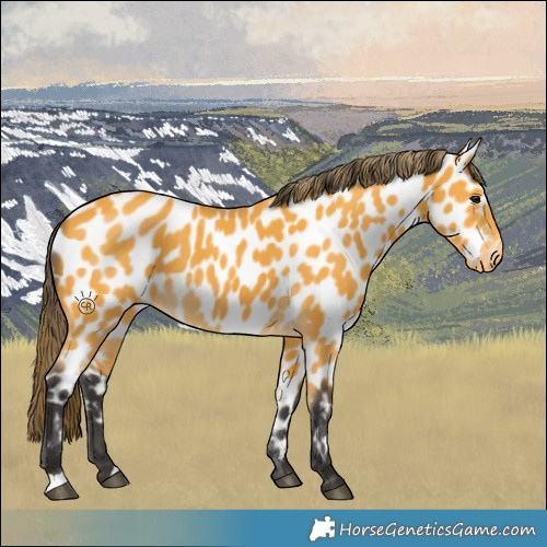 Horse Color:Buckskin Appaloosa 