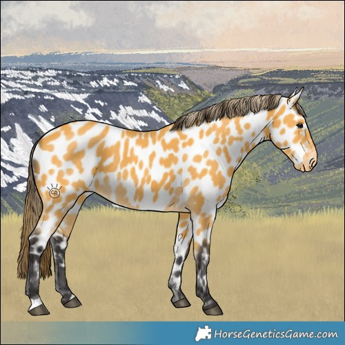 Horse Color:Buckskin Appaloosa 