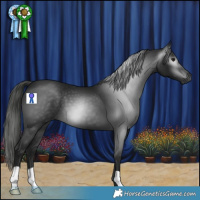 Horse Color:Gray Smoky Black