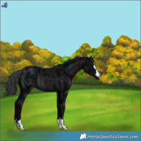 Horse Color:Midnight Black Rabicano 