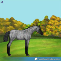 Horse Color:Midnight Blue Roan Rabicano