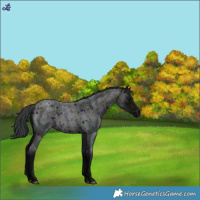Horse Color:Midnight Blue Roan Rabicano 