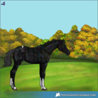 Horse Color:Midnight Black Tobiano
