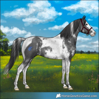 Horse Color:Black Sabino Splash Tobiano 