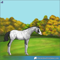 Horse Color:Midnight Blue Roan Splash Blanket Rabicano 