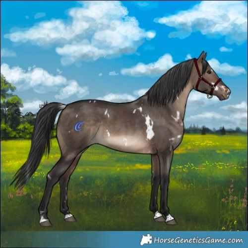 Horse Color:White Spotted Brown Dun Rabicano 