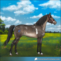 Horse Color:White Spotted Brown Dun Rabicano 