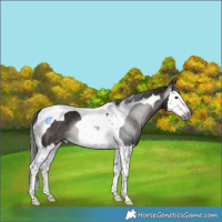 Horse Color:Gray Brown Splash Tobiano 