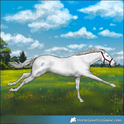 Horse Color:Gray White Spotted Black Splash Tobiano 