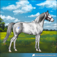 Horse Color:Gray White Spotted Black Splash Tobiano 